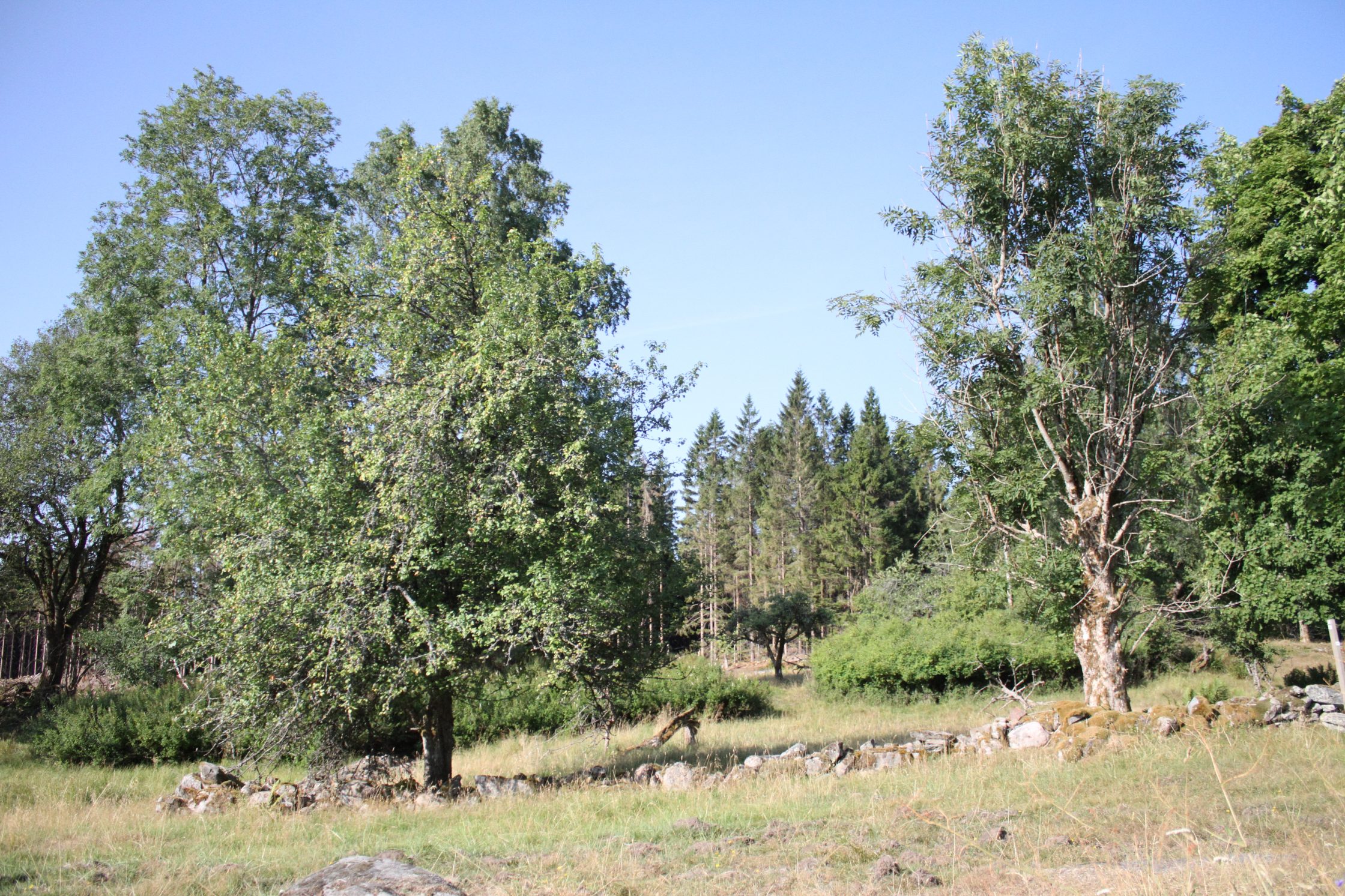 Naturvårdsområdet Idåsen