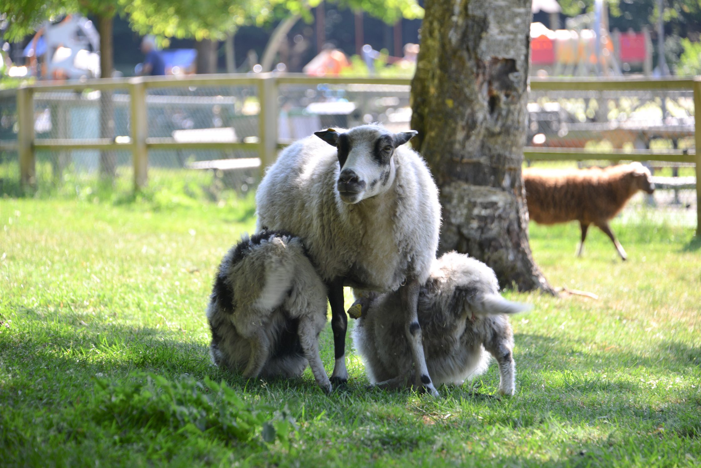 Tre får som står tätt i hagen.