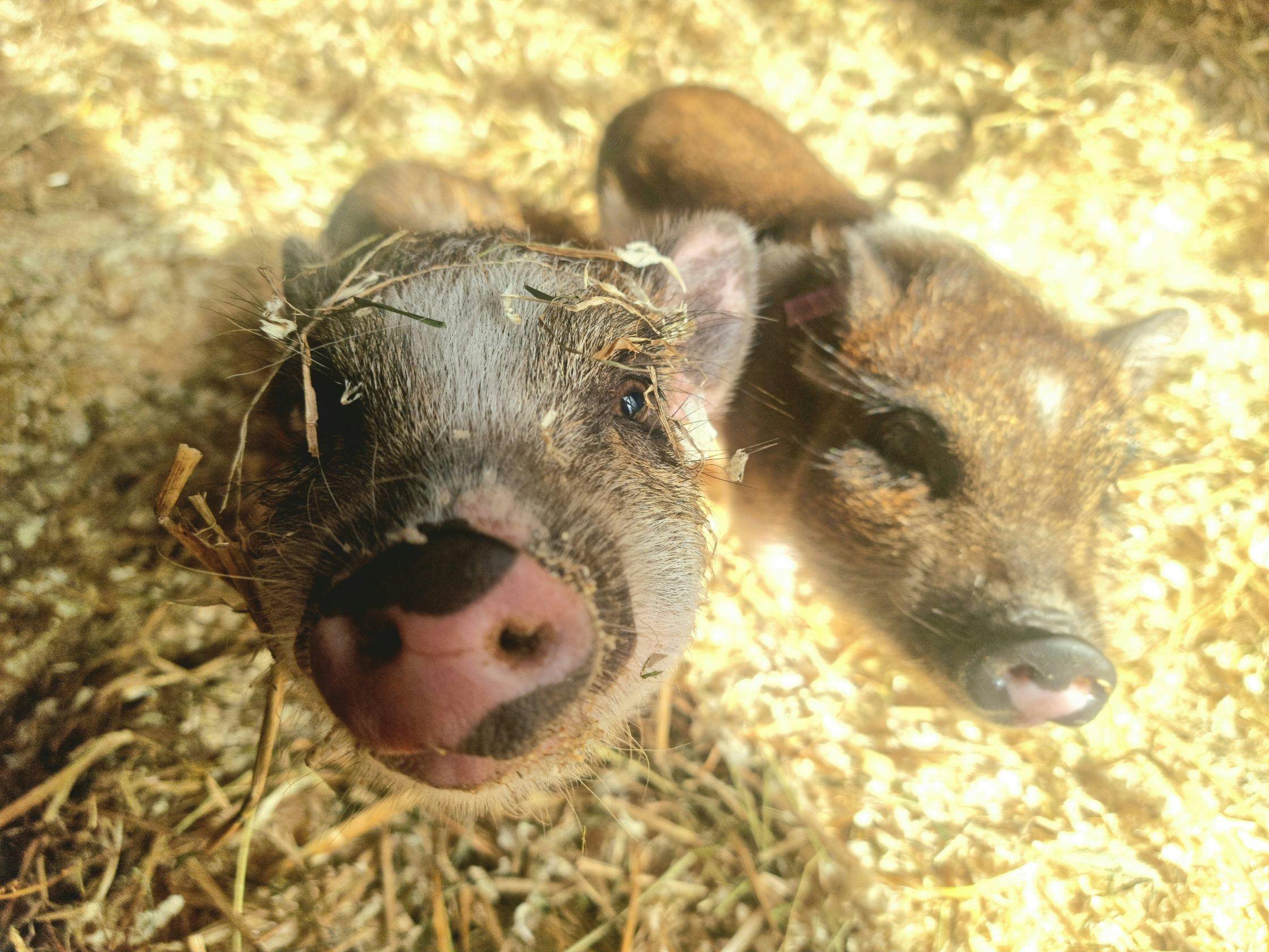 Närbild gris på Nolhaga lantgård