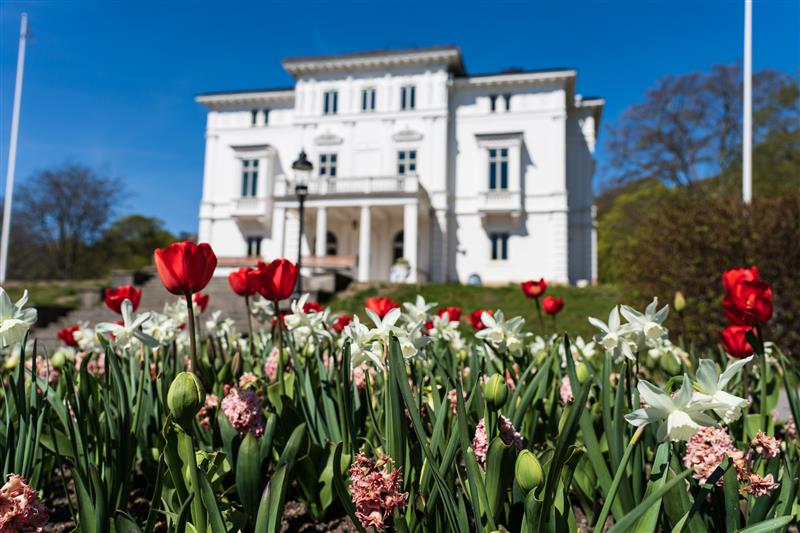 Nolhaga slott i bakgrunden, tulpanrabatt i förgrunden.